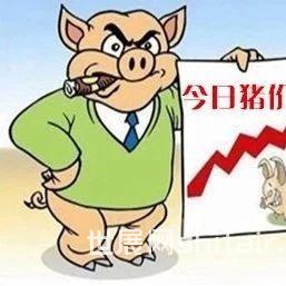 2024年5月13日国内生猪价格一览