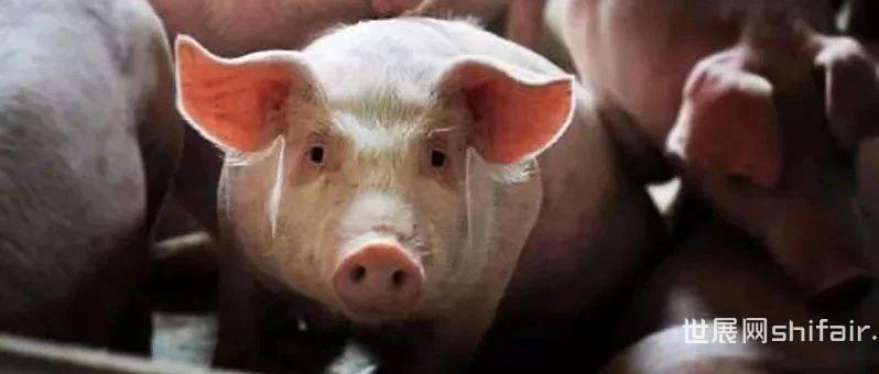 三连涨！牧原股份4月商品猪销售均价再升3.9%，1季度会是生猪养殖最后一个亏损季吗？