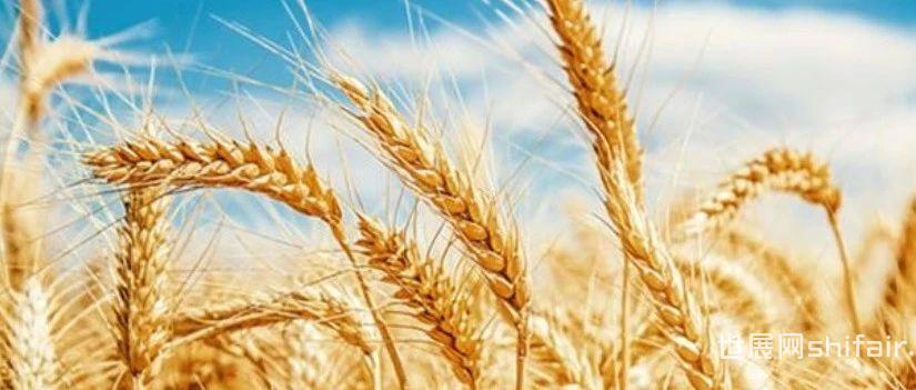 2022年中国麦芽行业现状与趋势分析 | 来自华经产业研究院